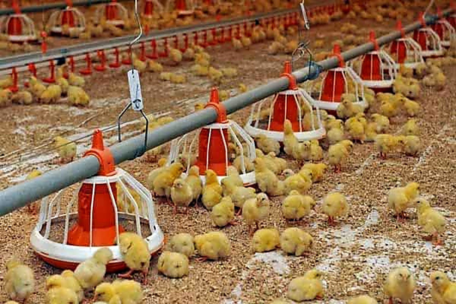 Chicks around automatic feeder