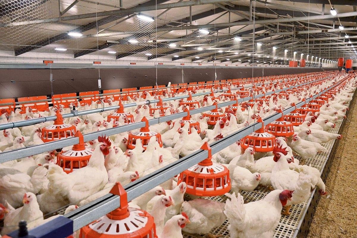 Broiler poultry farm with feeding line